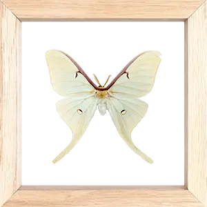 Mesačný Motýl