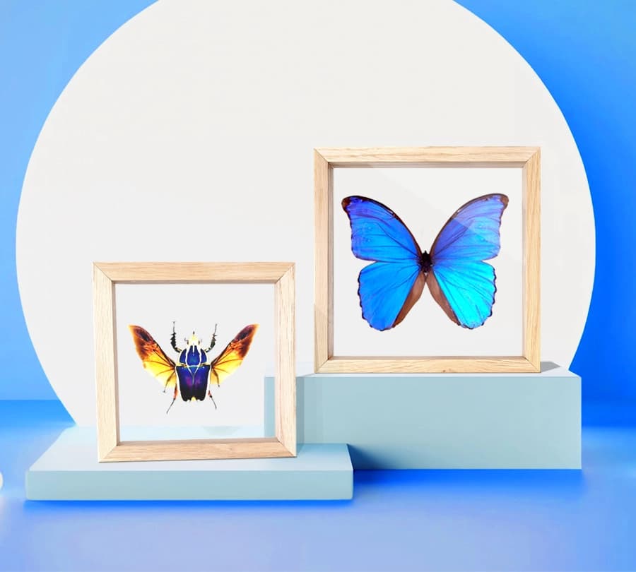 hmyz v rámiku - hero image