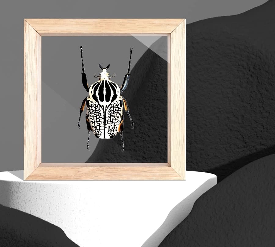 Goliáš v rámiku - hero image