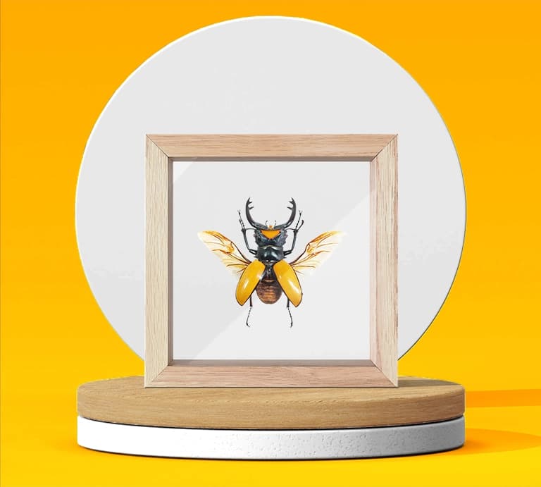 Roháč v rámiku - hero image